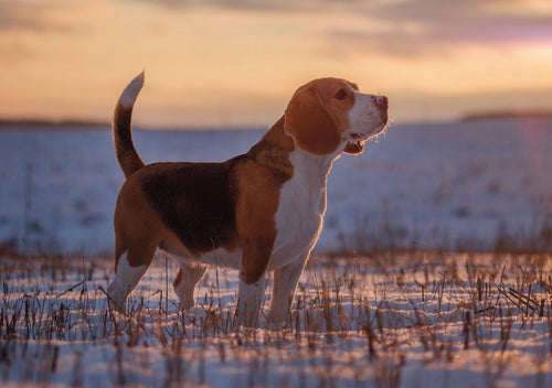 Klappkarte - Beagle