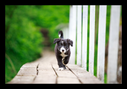 Klappkarte - Border Collie
